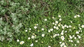 blumiger Weg