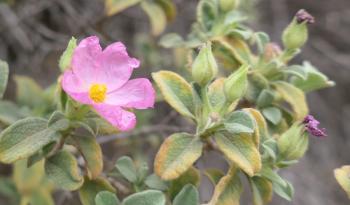 rosa Zistrose