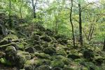 Blockmeer am Löbauer Berg