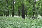deutscher Friedhof