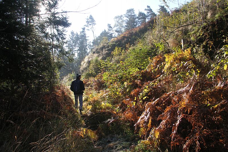 Herbstfarn