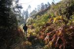 Herbstfarn