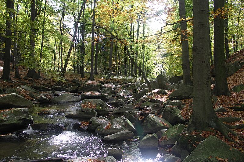 Tal der Nedaschützer Skala, der Bach heißt Schwarzwasser
