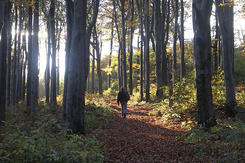 Aufstieg zum Hochwald
