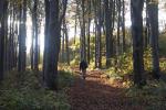 Aufstieg zum Hochwald
