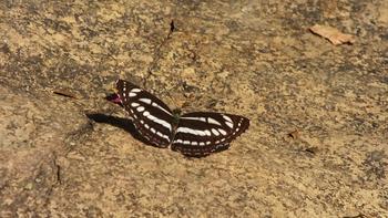 Common Sailor - Neptis hylas