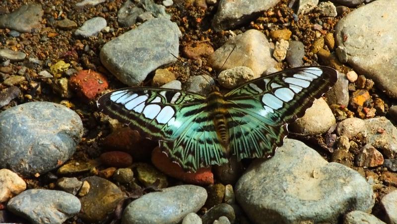 Blauer Segler (Parthenos sylvia)