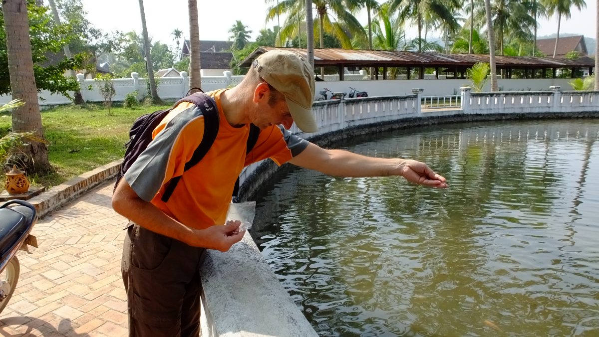 deutsche Tourist füttert stumm Fische