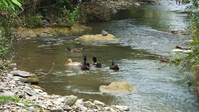 Entenfamilie auf dem Dorfbach