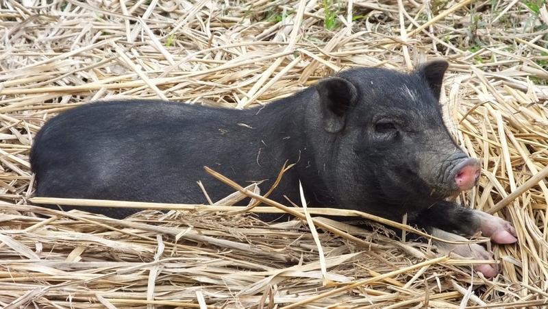 in dieses Ferkel hat sich Mathias verliebt und es Coco Chanel getauft