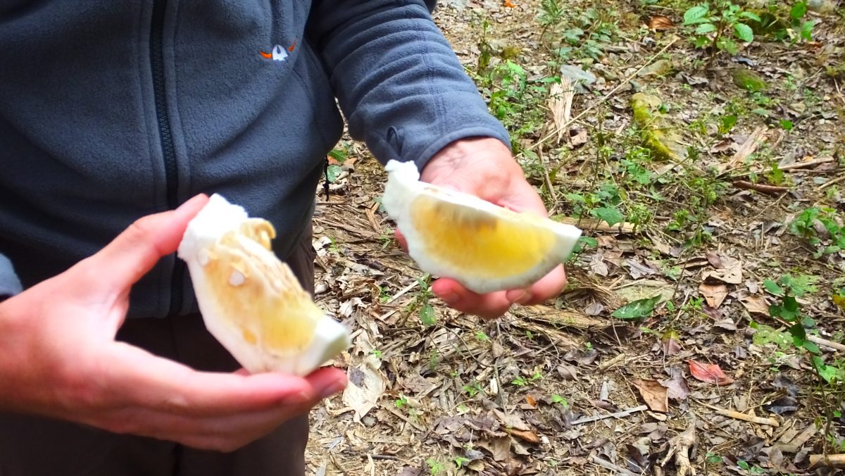 Pomelo frisch vom Baum