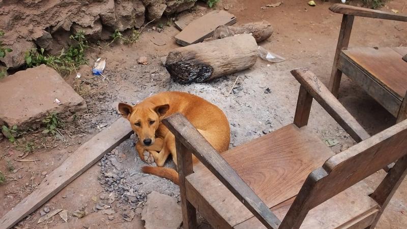 Hund wärmt sich auf Asche eines Lagerfeuers 