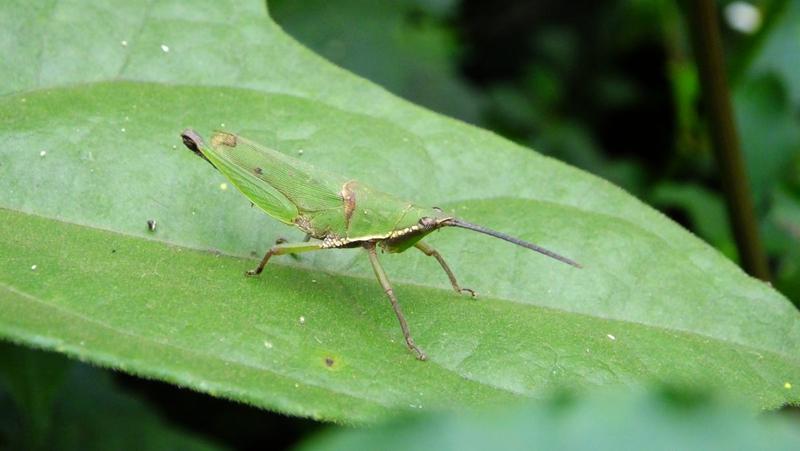 seltsame Insekten