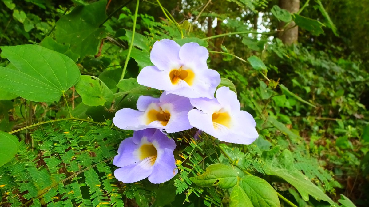 unbekannte Blume, ziemlich rar in der Trockenzeit