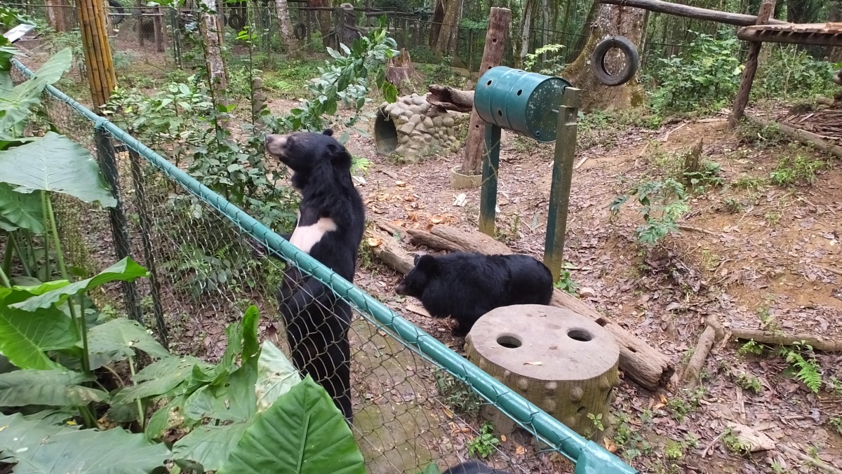 Kragenbär im Bear Rescue Center