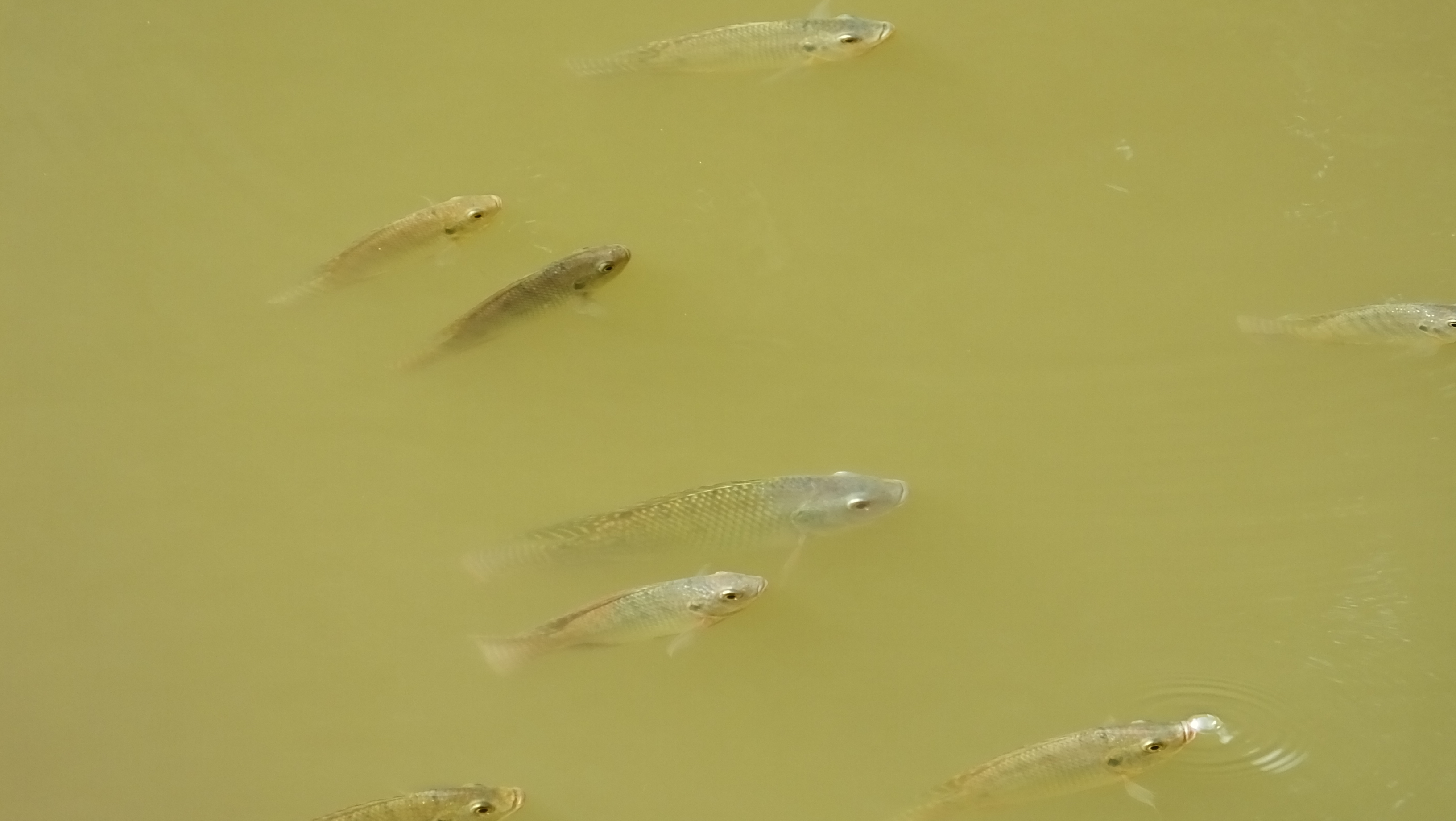 immer wieder erstaunlich, wie Fische in der trübsten Brühe gedeien können