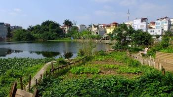 urban gardening