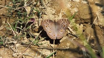 Grey Pansy (Junonia Atlites Atlites)