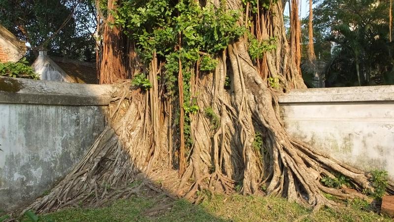 fast wie in Angkor Wat