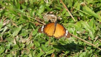 Kleine Monarch (Danaus chrysippus)