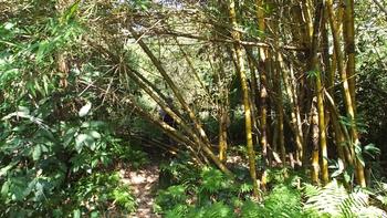 Bambusdurchquerung