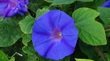 Blaue Prunkwinde