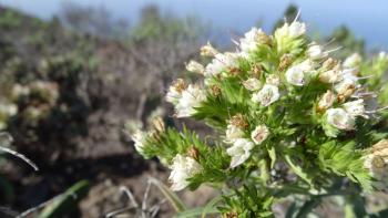 Echium decaisnei