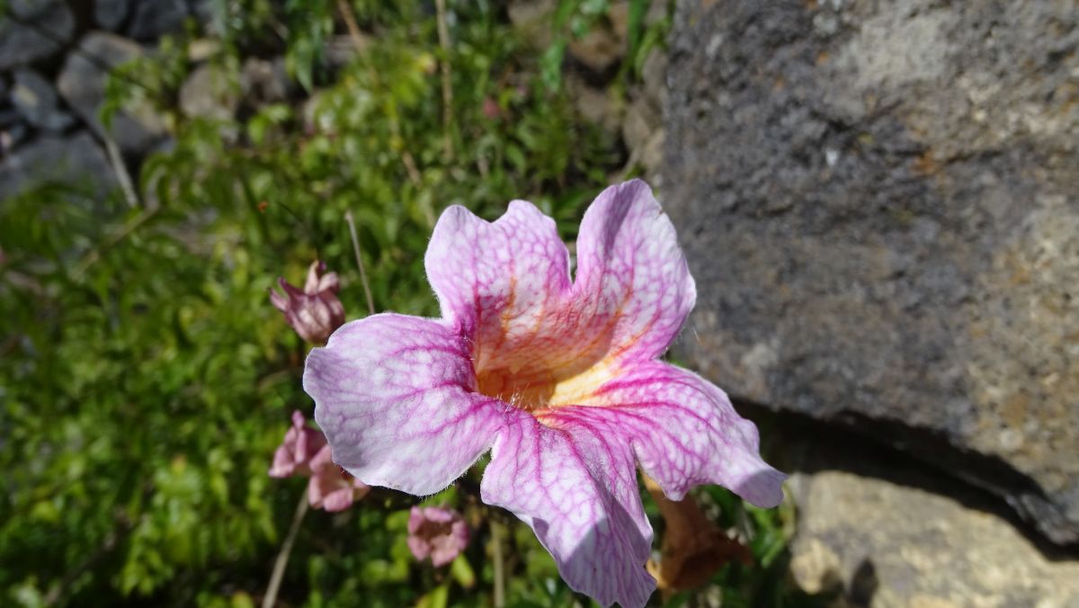 Weitschlundrige Bignonie, auch Rosa Trompetenwein (Podranea ricasoliana)