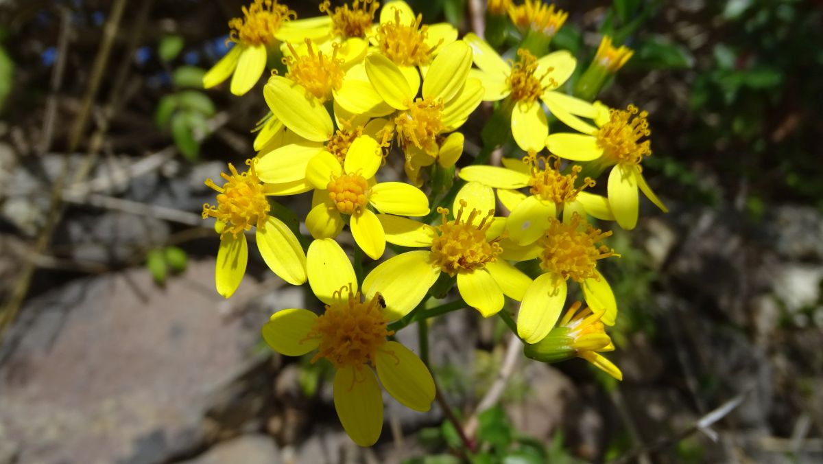 Kantiges Greiskraut (Senecio angulatus)