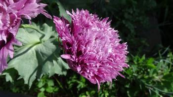 hübsche gefüllte Mohnblume