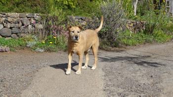 Blöder Hund, kam bellend angerannt um dann auf nett zu tun