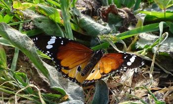 Afrikanischer Monarchfalter (Anosia chrysippus)