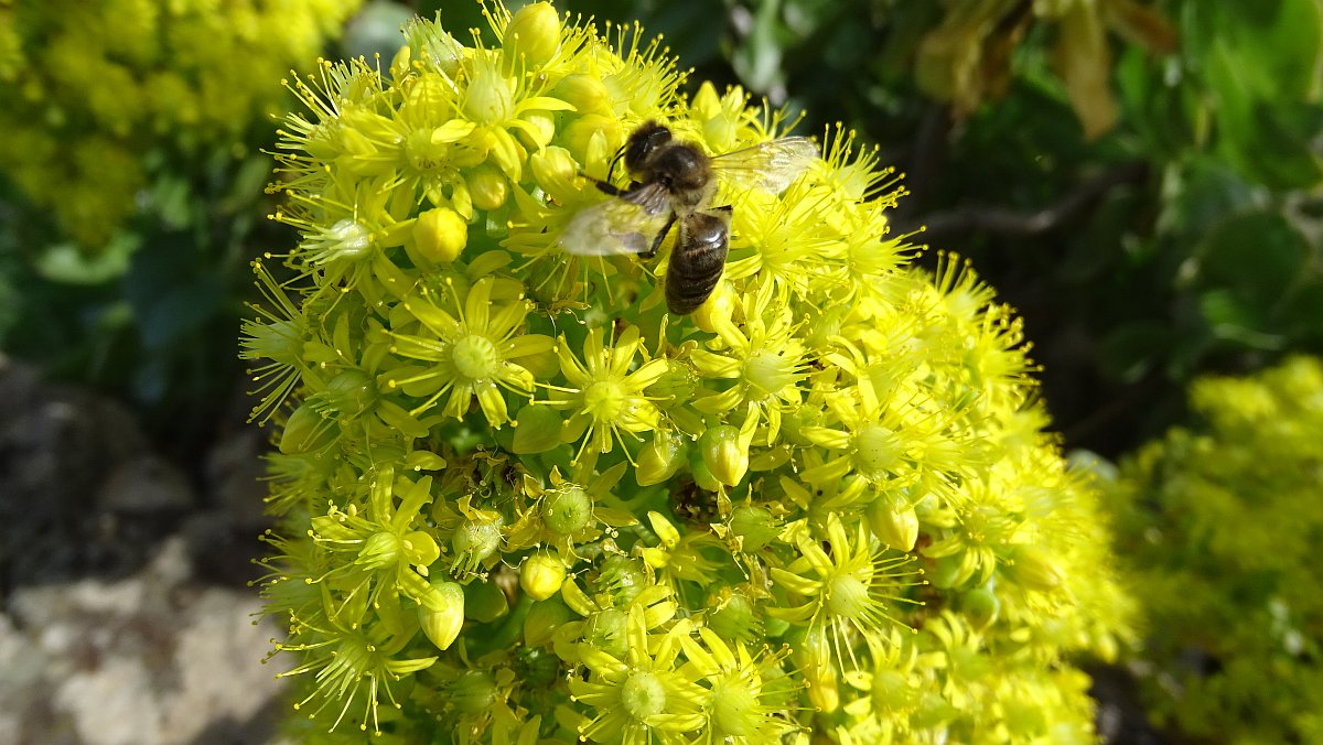 Aeonium arboreum