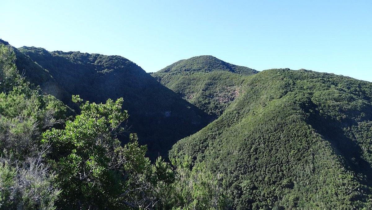 Endlich Aussicht, heraus aus dem Fayal-Brezal-Wald