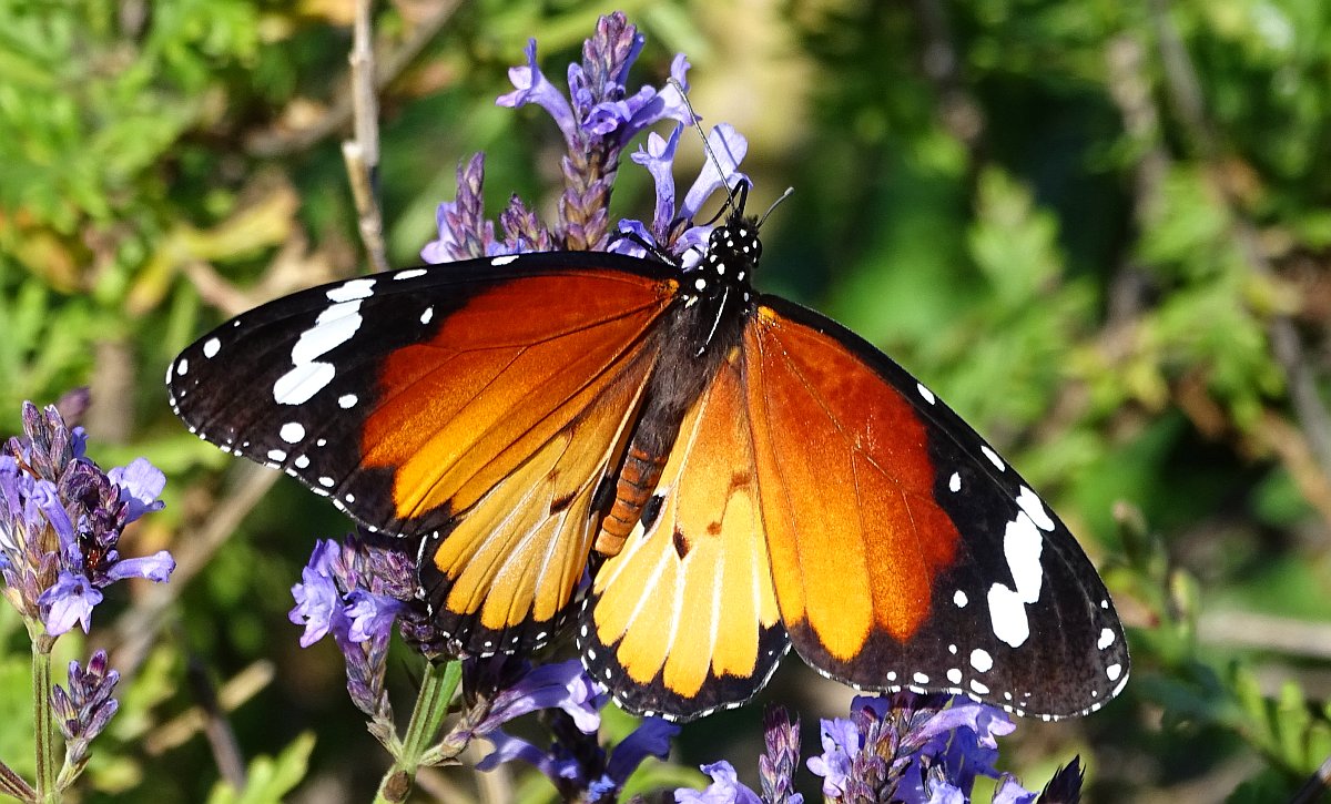 Afrikanischer Monarchfalter (Danaus chrysippus)