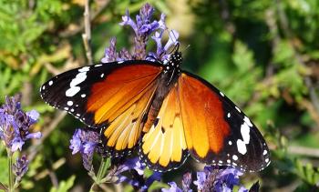 Afrikanischer Monarchfalter (Danaus chrysippus)