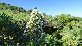 Echium decaisnei