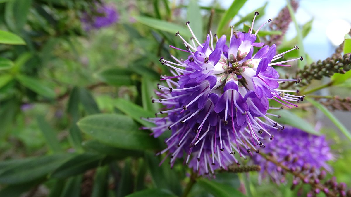 Strauchveronica (Hebe Speciosa)