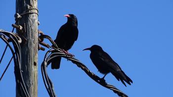 die Alpenkrähe (Pyrrhocorax pyrrhocorax) ist auf La Palma weit verbreitet