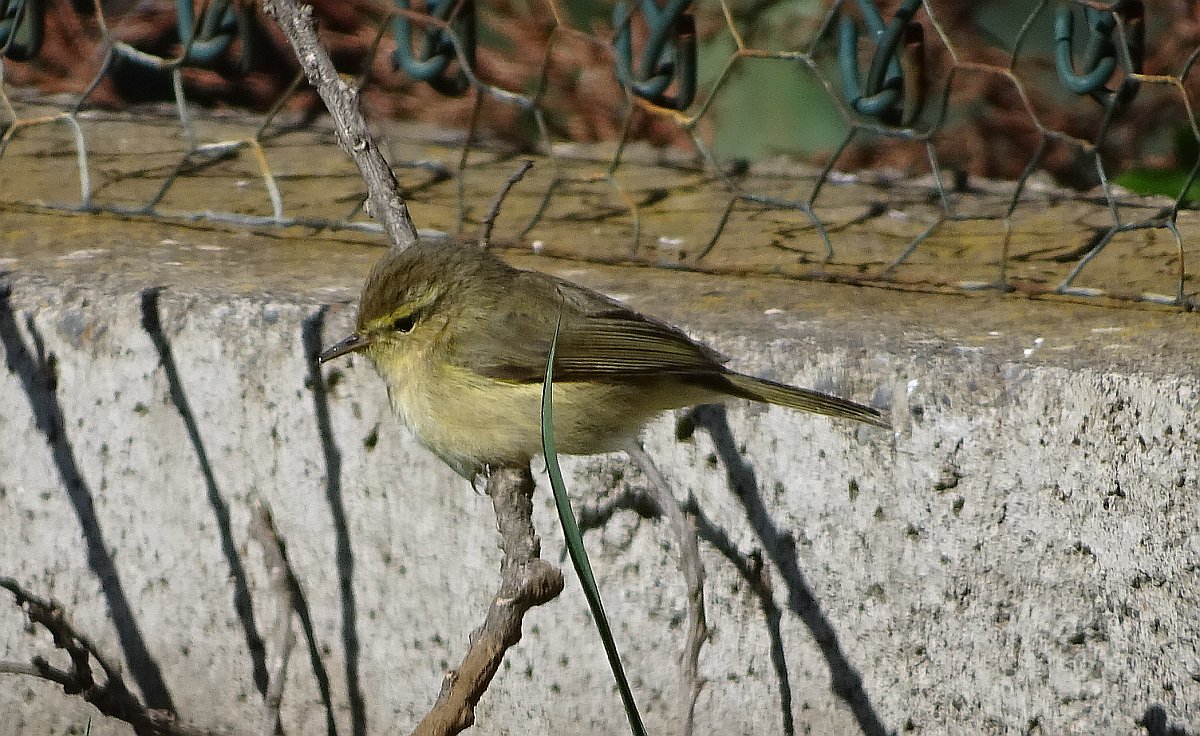 Kanarenzilpzalp (Phylloscopus canariensis)