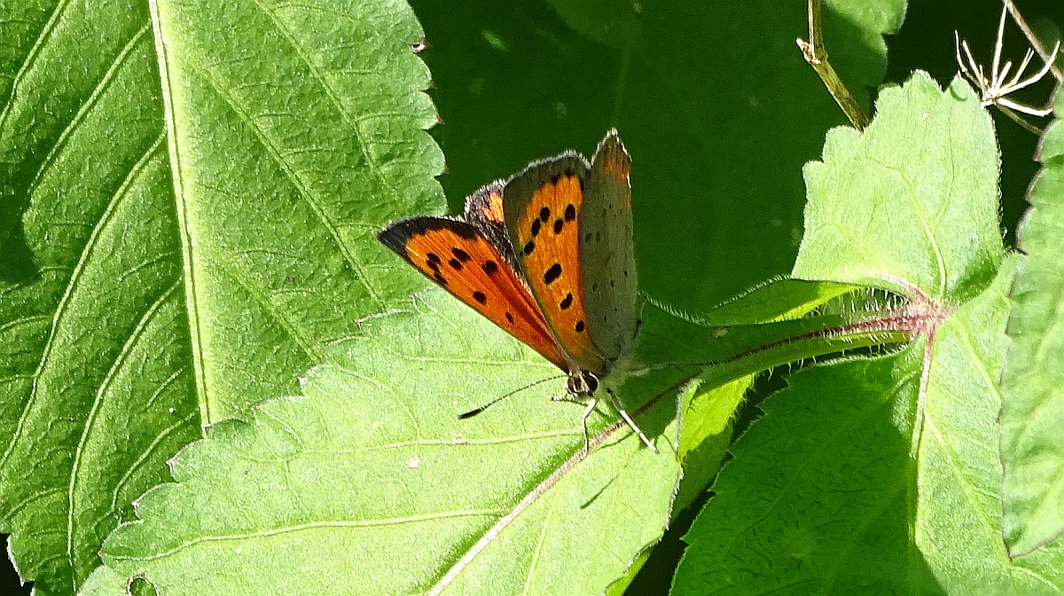 Kleiner Feuerfalter (Lycaena phlaeas)