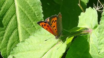 Kleiner Feuerfalter (Lycaena phlaeas)