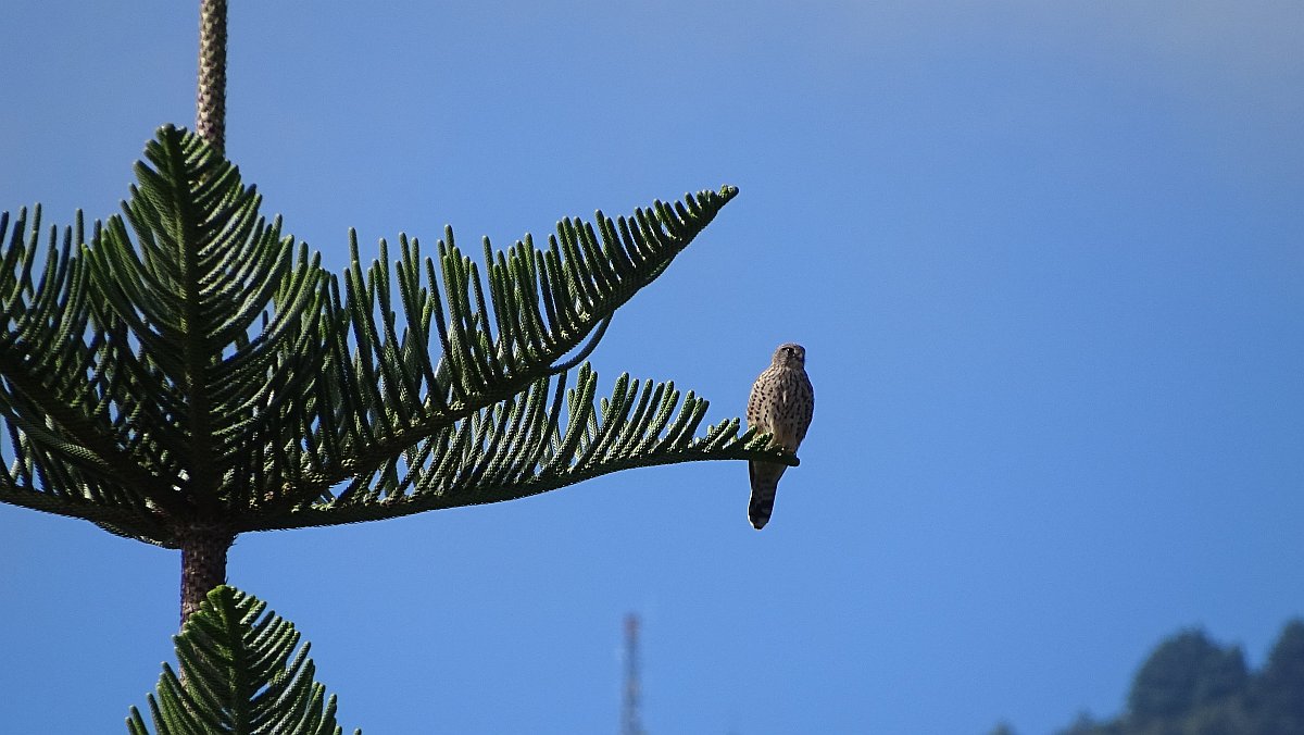 Falke auf Araukarie