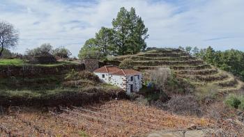 in den Weinbergen