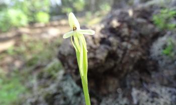 winzig kleine Orchidee Kanarenstendel, (Habernaria tridactylites Lindl)