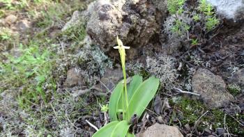 winzig kleine Orchidee Kanarenstendel, (Habernaria tridactylites Lindl) mit Blatt
