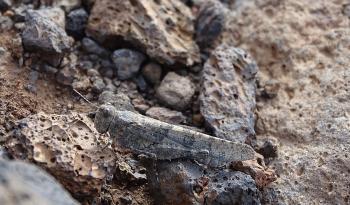 gut getarnt: La Palma Heuschrecke (Acrotylus insubricus)