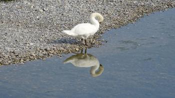 Schwan in der Roya