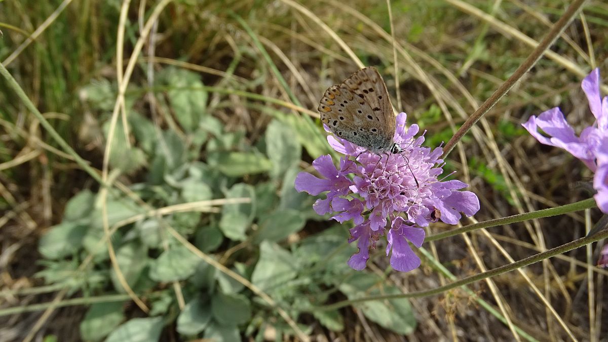 Schmetterling