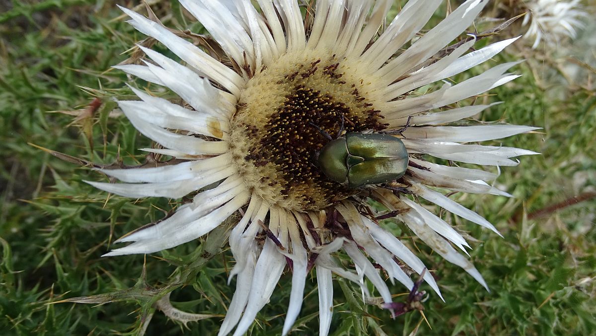 Silberdistel mit Rosenkäfer